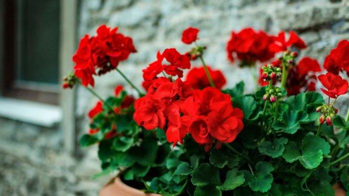 Geranium